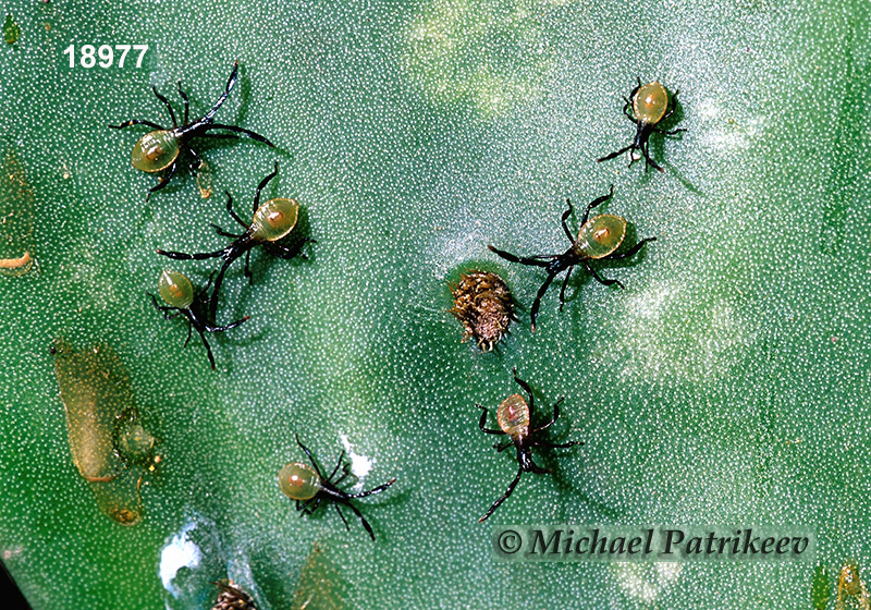 Prickly Pear Bug (Chelinidea vittiger)